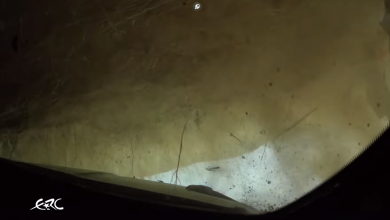Ptaszek Crash, video, Rajd Cypru 2018